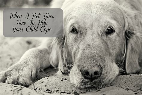 Helping Your Child Cope With The Death Of A Beloved Pet Before During