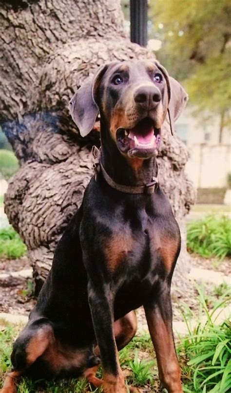 Blue heeler puppies (decatur, tx). Doberman Puppies Lubbock Texas | Top Dog Information