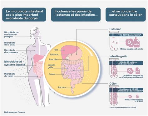 Microbiote Intestinal Flore Intestinale · Inserm La Science Pour La