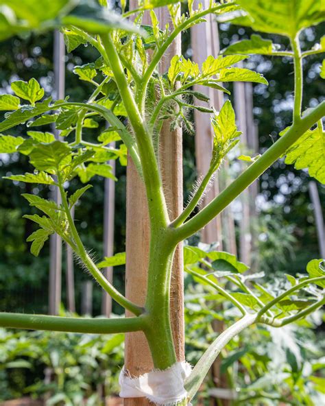 Pruning And Tying Up Tomato Plants — Corner Store Garden Center