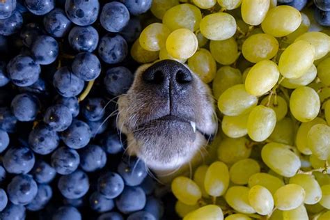 Do not offer grapes or raisins. Grapes for Dogs 101: Can Dogs Eat Grapes and What's the ...