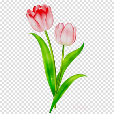 Gambar Kartun Bunga Tulip Adzka