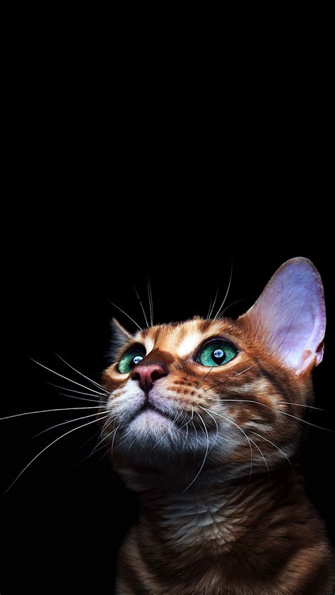 4k Cat Amoled Phone Wallpaper Cat Tattoo Beautiful Cat Cute Cat