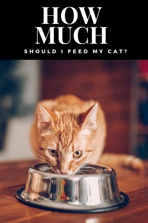 Set the tone for socialization and schedules. How Much Should I Feed My Cat? | Best cat food, Cat ...