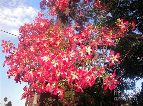 Pink Floss Silk Tree Ceiba Speciosa Photograph By Sofia Goldberg Pixels