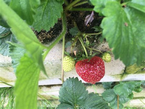 Maybe you would like to learn more about one of these? Erdbeeren im Vertikalen Garten | Vertikaler garten, Garten ...