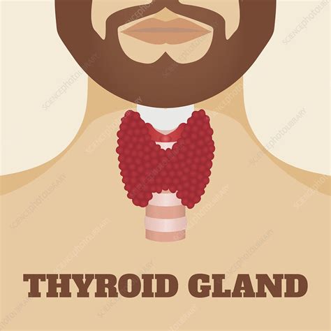 Thyroid Gland Illustration Stock Image F0324835 Science Photo
