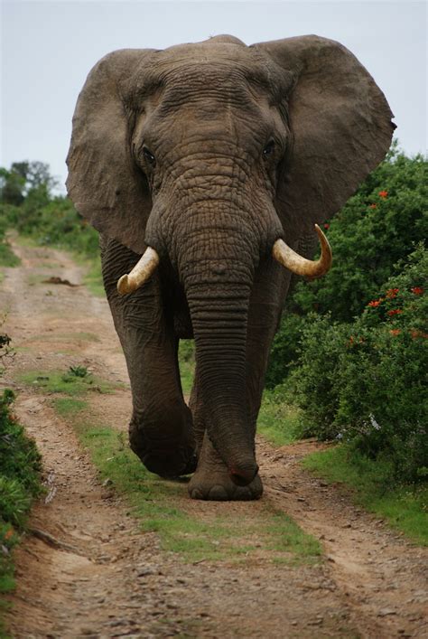 100 Elephants Pictures Download Free Images On Unsplash