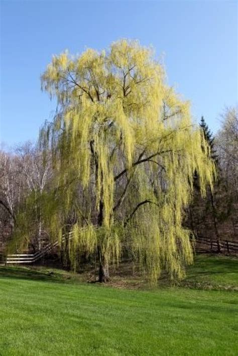 Willow trees, pictures, photos, images gallery of weeping willow trees, leaves, flowers, many welcome to our willow tree pictures gallery. Starting a Weeping Willow Tree from a Cutting | ThriftyFun