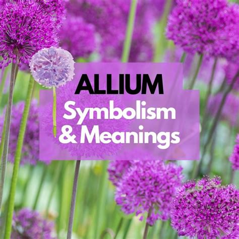 Allium Flower Symbolism Meanings And History Symbol Genie