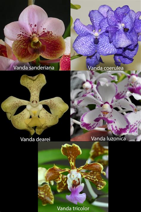 Marias Orchids Vanda Tristar Blue