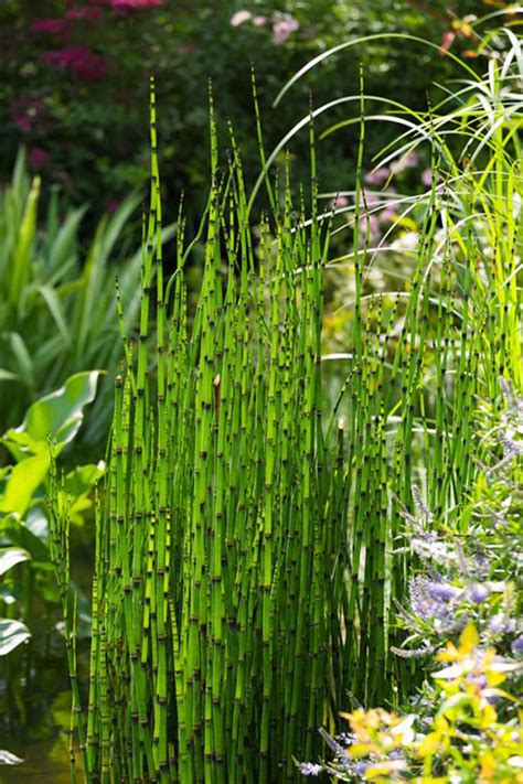 20 Amazing Garden Landscaping Ideas With Horsetail Reed