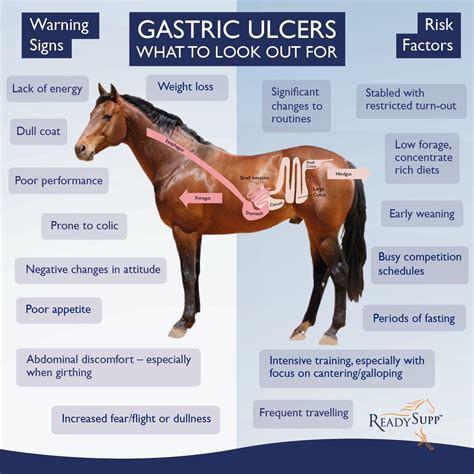 How to Keep Your Horse's Stomach Healthy and Ulcer-Free ...