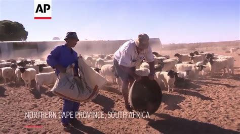 Farmers In South Africa Struggling Due To Drought