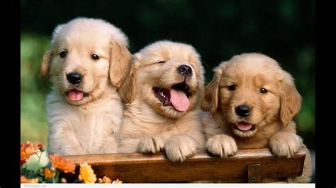 Cutest Mutt Puppies Youtube