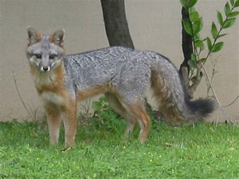 Gray Fox Canids