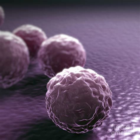 Chlamydia Bacteria Photograph By Science Picture Co