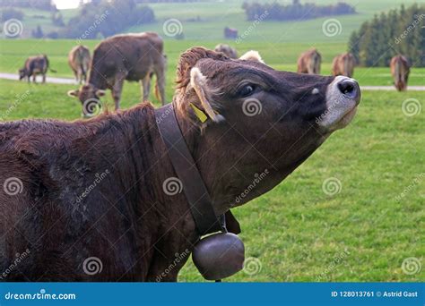A Beautiful Young Brown Cattle With A Bell On The Pasture Stock Image
