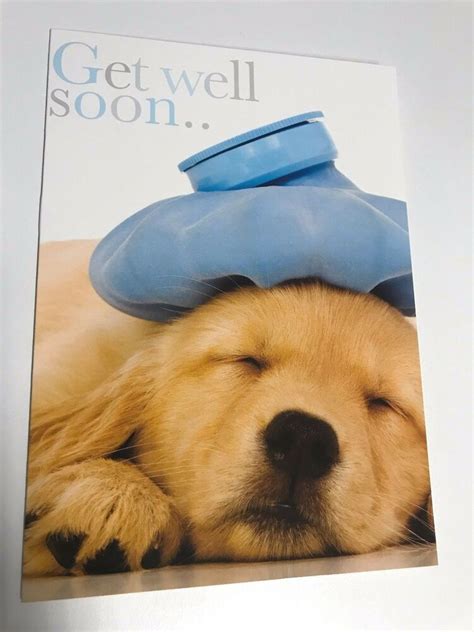 get well soon feeling sick labrador puppy large