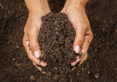 Soil Could Trap Huge Amounts Of Co2 To Battle Climate Change