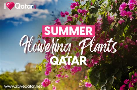 Flowering Plants Thatll Thrive In Qatars Summer Heat