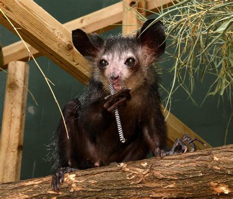Lemur Center Reeling From Sudden Death Of Four Aye Ayes Duke Lemur Center