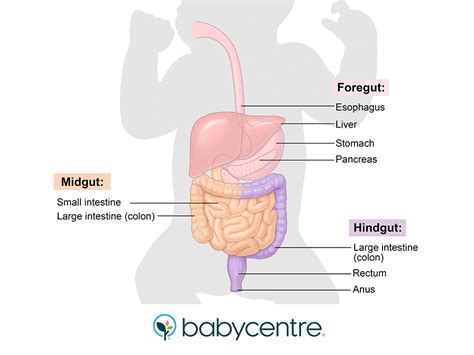Fetal development: your baby's digestive system - BabyCentre UK