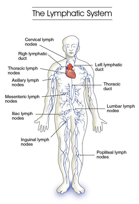 Circulatory And Lymphatic Systems — Physiology Of The Lymphatic System