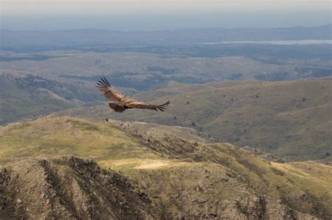 Quebrada Del Condorito De Plek In Argentinië Om De Condor Te Spotten