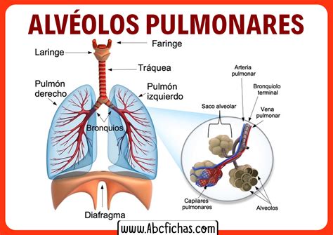 Respiracion Organos Del Aparato Respiratorio Alveolos Pulmonares Images