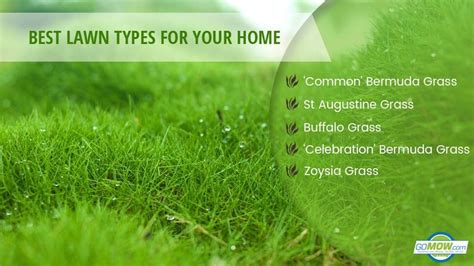 Types Of Lawns — Which Lawn Type Is Suitable For Your Home Types Of