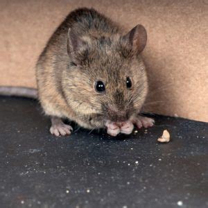 Kwagers on march 10, 2020: Homemade Rat Poison Using Borax To Keep Mouse Out Of Your ...