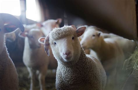 Sheep Can Recognize Human Faces Study Finds Plants And Animals