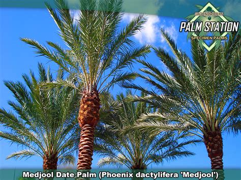 Groundworks Medjool Date Palm Tree