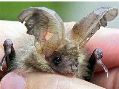 Rare Species Of Long Eared Bat Faces Extinction As Only 1000 Remain