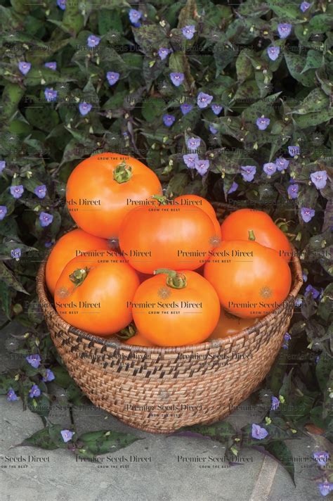 Tomato Orange Wellingtion Premier Seeds Direct