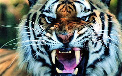Wallpaper Animals Tiger Wildlife Big Cats Zoo Whiskers Roar
