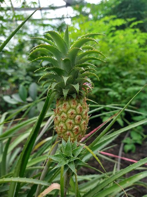 Can This Be A Mini Pineapple Rwhatsthisplant