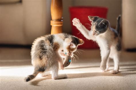 How To Tell If Your Cats Are Playing Or Fighting—and Whether Its A Problem Ars Technica