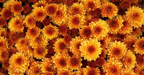 How To Grow And Care For Hardy Chrysanthemums Garden Mums