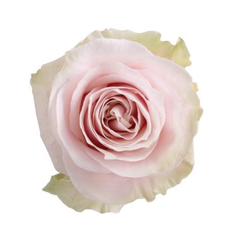 Pink Pink Mondial Roses Standard Flower Delivery You Floral