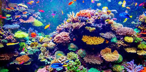 The Future Of Coral Reefs