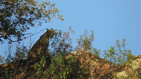 Sierra morena es un proyecto ubicado en el sector sierra morena a pocos metros del corregimiento de la tablaza, esta zona se encuentra en pleno desarrollo y se caracteriza por su excelente servicio de transporte y su topografía plana. Época de celo en Sierra Morena - YouTube