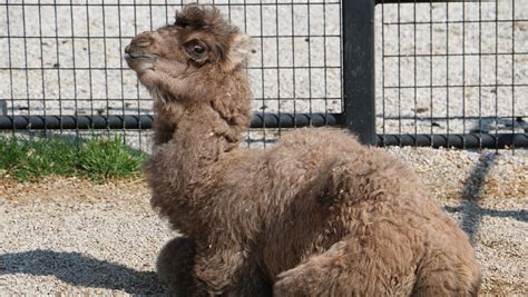 Meet Sunny Blank Park Zoos Very Cute New Baby Camel