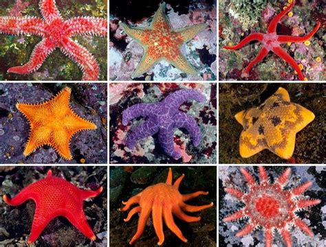 17 Best Images About Sea Stars On Pinterest Starfish