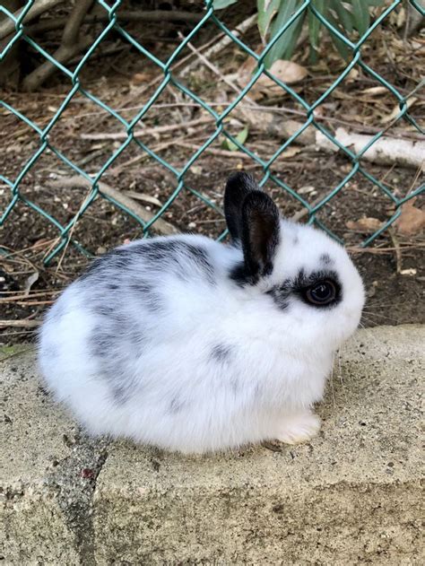 Netherland Dwarf Rabbit Rabbits For Sale Anaheim Hills Ca