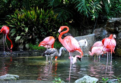 Flamingos are beautiful giant birds which are often seen standing on one leg on water lands. SUJITH SPOT:::::: Flamingo-Colourful bird