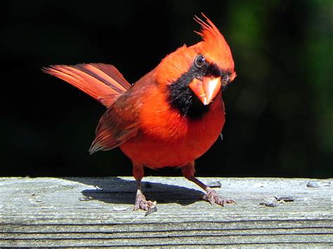 Handsome Cardinal Posing By Lou In Canada On Deviantart
