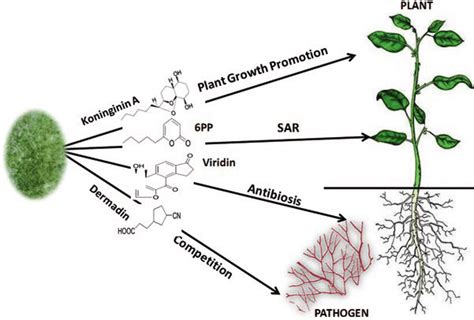1 Role Of Secondary Metabolites In Trichoderma Plant Pathogen