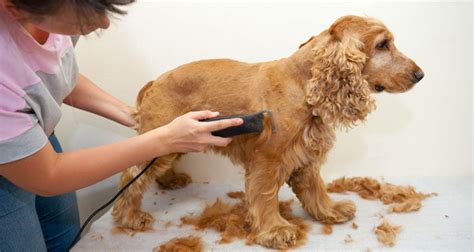 How to groom a labradoodle. 7 Best Dog Clippers for Goldendoodles & Labradoodles for a ...